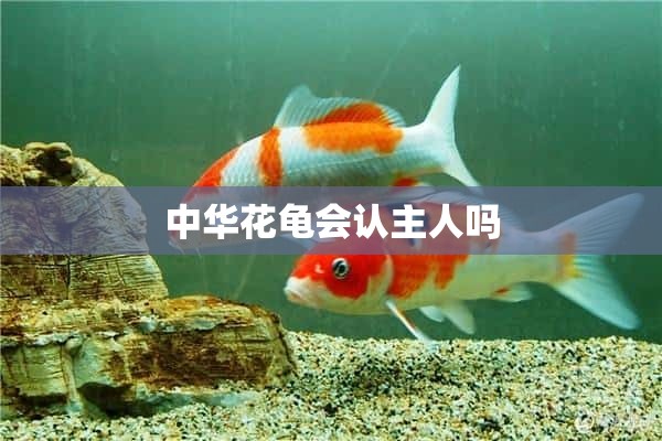 中华花龟会认主人吗