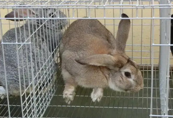 今日带你解答：青紫蓝兔能长多大？