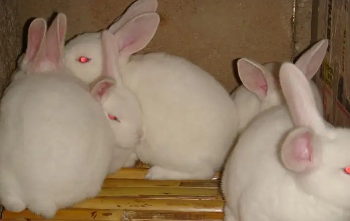 日本大耳白兔和新西兰兔的区别，你知道吗？