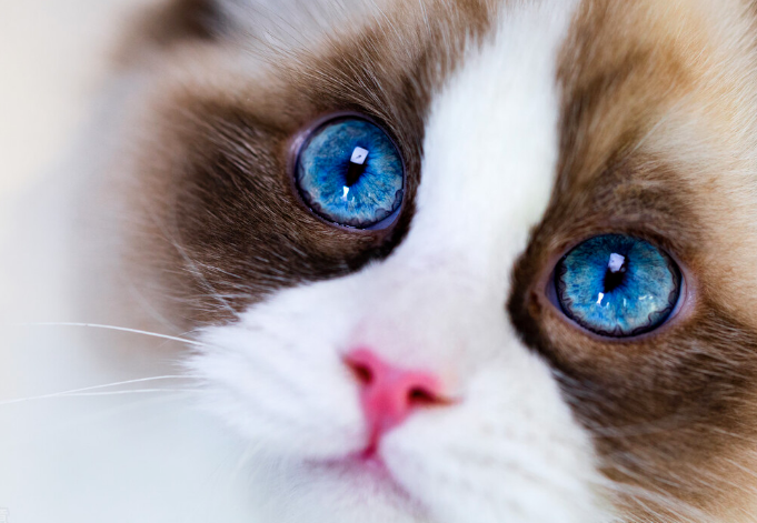 猫咪益生菌不能乱喂，建议收藏，多看几遍