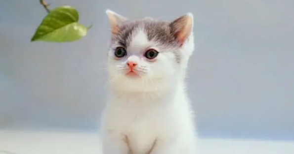 为什么猫舍的猫咪都特别贵，看完猫舍繁育猫咪的步骤，你就懂了