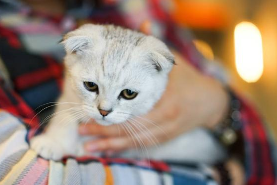 猫一个月不见还记得主人吗？看完就知道了