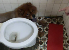 上厕所时，马桶旁突然出现一只松狮犬，屋主看到后吓得急忙报警…