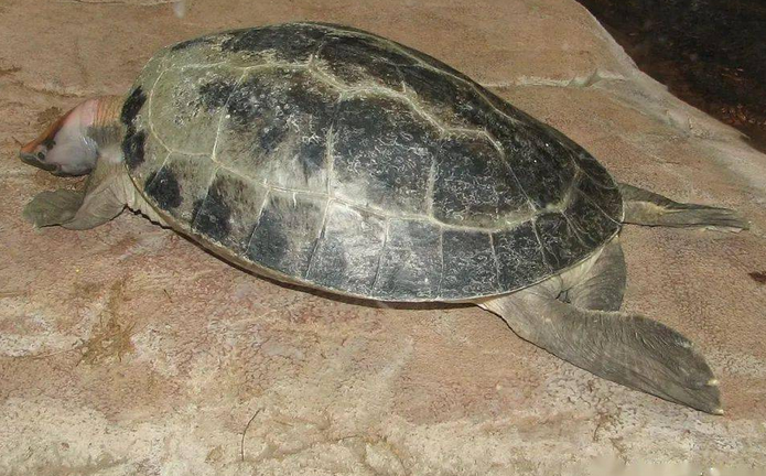 背甲独特的咸水泥彩龟，你们了解多少？