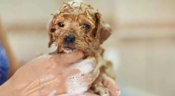 幼犬多大可以洗澡？