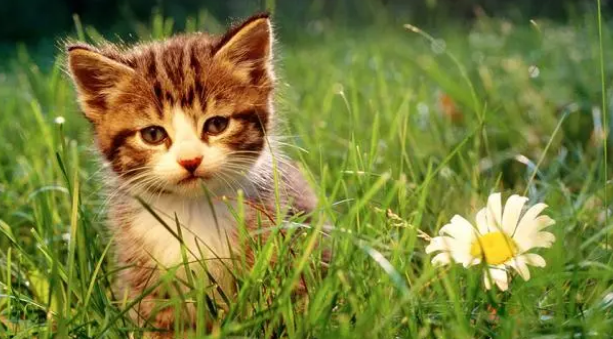 益生菌能帮助猫排便吗