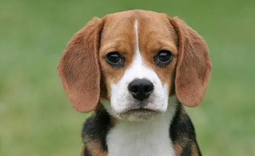 比格猎犬的智商有多高？我来告诉你答案！