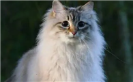 训练西伯利亚猫装死的方法是什么？不知道的来看一下吧~