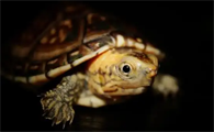 白唇泥龟多久喂一次比较好？这篇文章给你答案！