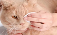 加菲猫出现泪痕是什么原因？应该如何治疗呢？