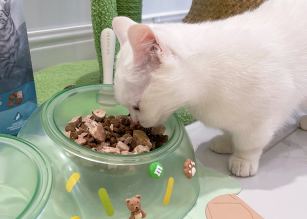 猫咪吐了没消化的猫粮？换粮期间要注意这些