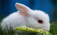 今日科普：中国白兔每天吃多少兔粮