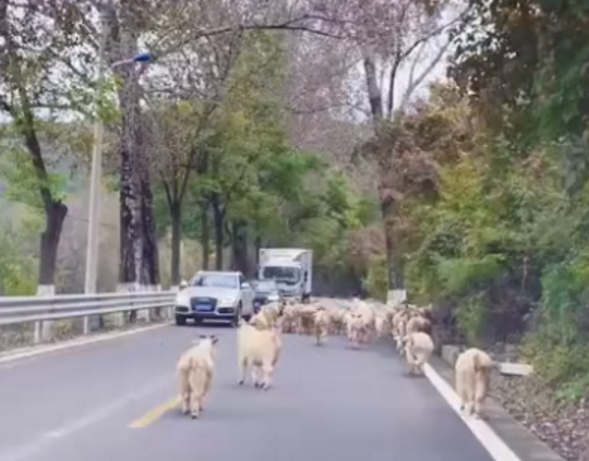 北京主人带边牧出游路遇羊群，狗子随后举动逗乐网友：血脉觉醒了