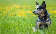 澳大利亚牧牛犬用餐习惯，你得这样帮它养成！