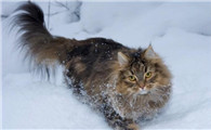 挪威森林猫也会得抑郁症？这可不是开玩笑的！
