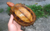 萌宠小知识：八角龟吃龟粮吗？