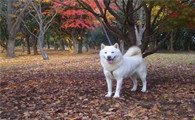 掌握这几点，轻松挑到健康的北海道犬