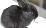 乌漆嘛黑的中华黑兔喜欢吃什么？我来告诉你答案！
