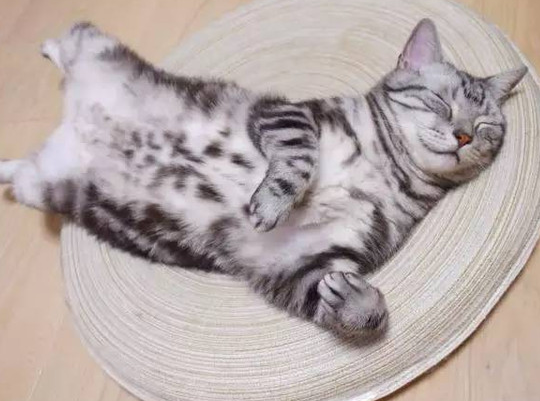 猫一直打滚是什么原因？说了你别不信