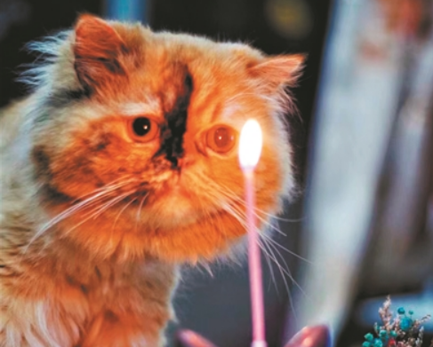 涵盖猫咪“吃喝拉撒睡” 宠物智能家居是噱头还是风口？
