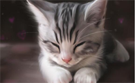 新手养猫攻略|资深养猫户的终极推荐