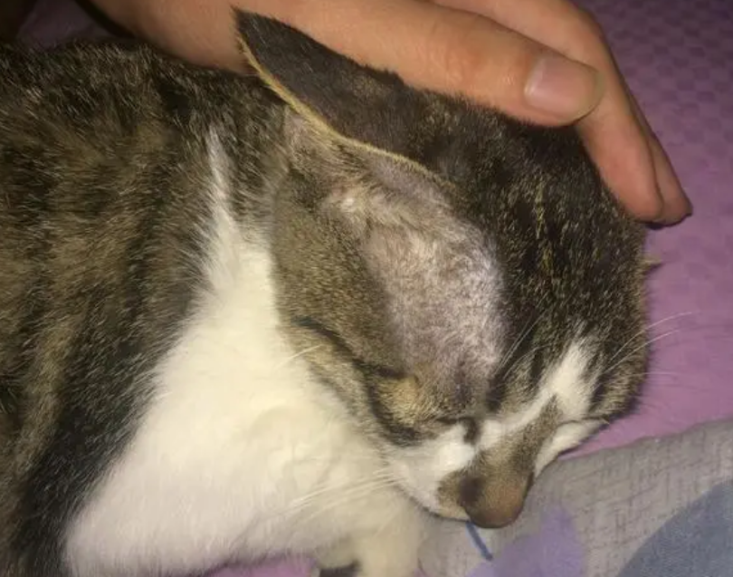 夏天猫咪耳朵热正常吗？正常的
