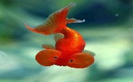 金鱼一直在水底下不动咋回事？怎么处理呢？