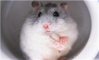 饲养仓鼠的注意事项有哪些？这篇文章给你答案！