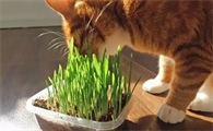 猫草是剪了喂还是直接让猫咪吃？猫咪吃猫草有什么好处？