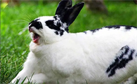 今日科普：巨型格仔兔寿命有多久？