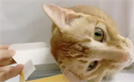 这5种情况猫咪需要喂宠物益生菌 别忽视！