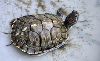 有人问：乌龟冬眠和死了有什么区别？