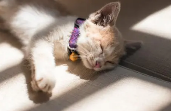 幼猫益生菌怎么喂？猫用益生菌小科普
