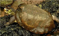 想知道马来果龟的寿命是多少年？看完这篇文章就知道了