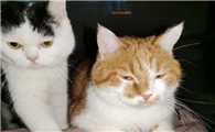 蓝猫和橘猫生出什么猫，你见过吗