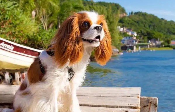 骑士查理王小猎犬美容方法，大家快来手收藏！
