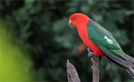 喜欢自由飞翔的澳洲国王鹦鹉，饲养并不容易！