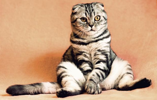 猫鼻支的危害有多大，及时预防用盖夫猫胺膏