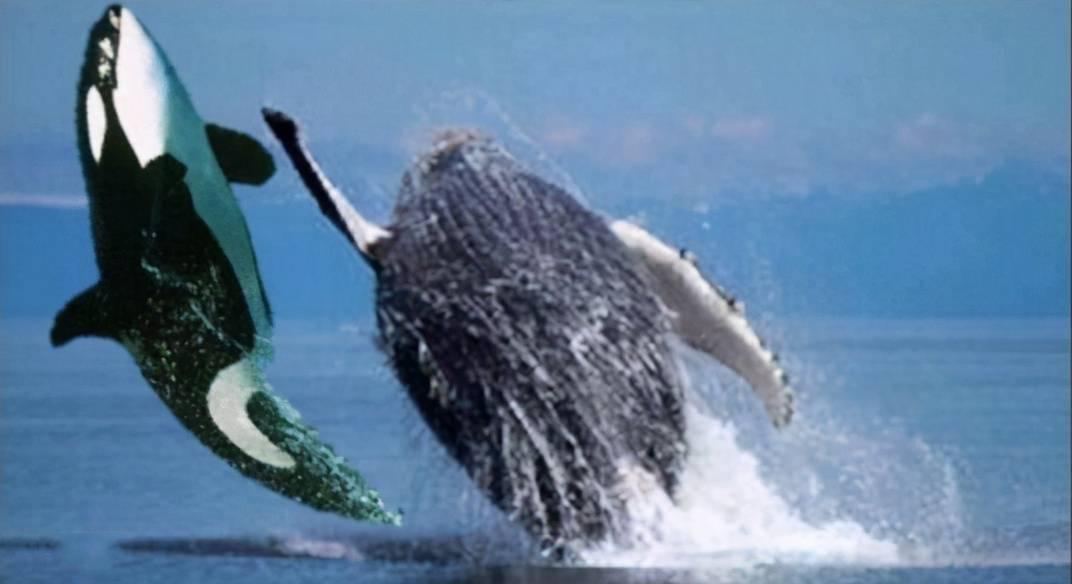  虎鲸遇到对手了？座头鲸为何追着虎鲸锤？