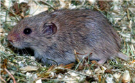 田鼠家族的濒危种类——灰尾田鼠