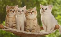 远离猫咪口炎 卡比猫粮含添加维生素E提升猫咪免疫力