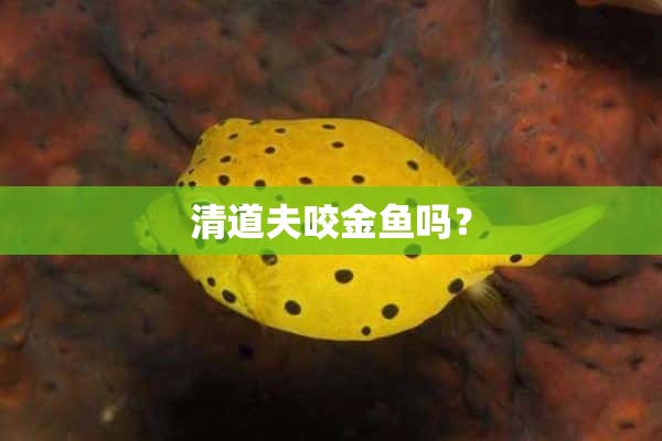 清道夫咬金鱼吗？