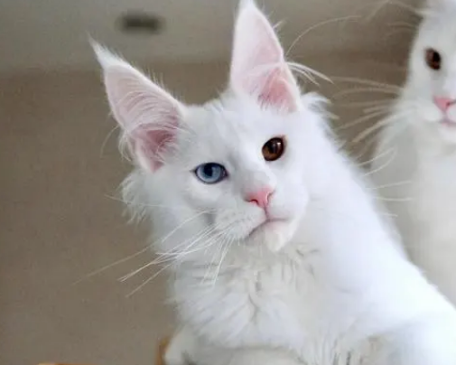 白色异瞳猫稀有吗？是的，很稀有