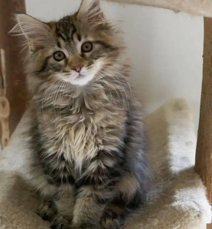 长毛田园猫和挪威森林猫傻傻分不清？我来教你方法！
