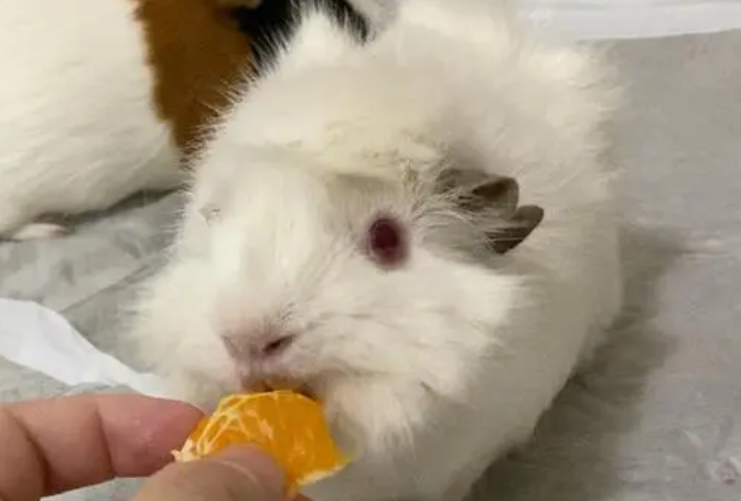 你们说，荷兰猪可以吃橘子吗？