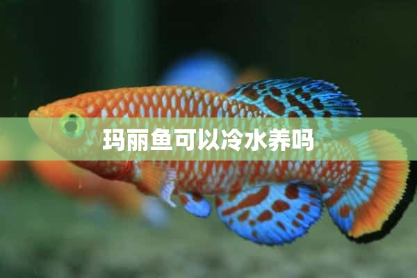 玛丽鱼可以冷水养吗