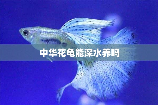 中华花龟能深水养吗