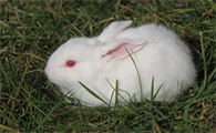 你不得不了解的饲养小技巧，中国白兔吃什么？