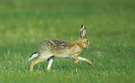被称为“害兔”的蒙古兔，它有哪些特征？