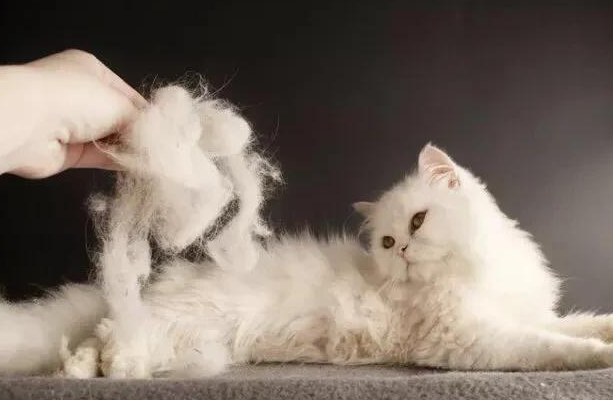 猫咪夏天掉毛持续多久？一般这么长时间